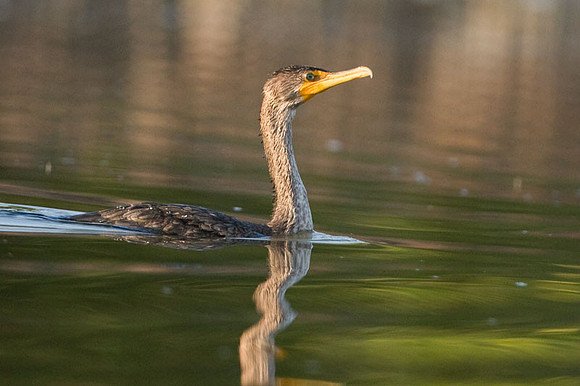 Double-crested Cormorant (Phalacrocorax auritus)