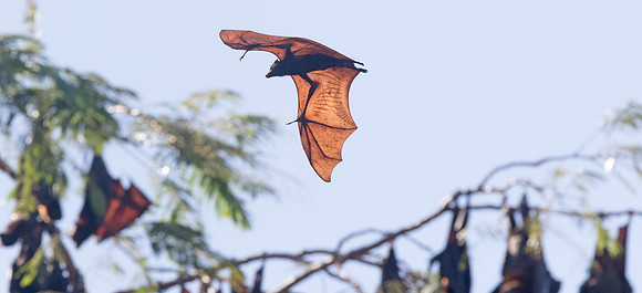 Giant golden-crowned flying fox (Acerodon jubatus)