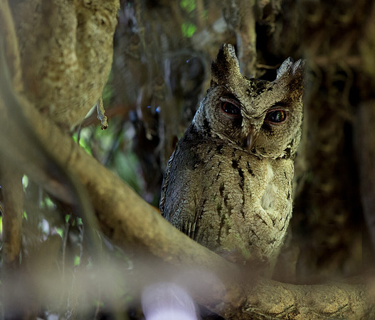 Philippine Scops Owl (Otus megalotis)