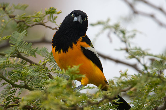 Venezuelan Troupial (Icteris icteris)