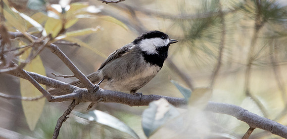 Mexican chickadee (Poecile sclateri)