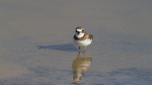 Semipalmated Plover (Charadrius semipalmatus)
