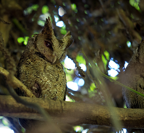 Philippine Scops Owl (Otus megalotis)