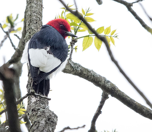 Red-headed woodpecker (Melanerpes erythrocephalus)
