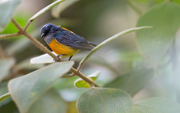 Orange-bellied flowerpecker (Dicaeum trigonostigma) Male