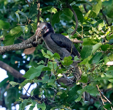 Luzon hornbill (Penelopides manillae) Female