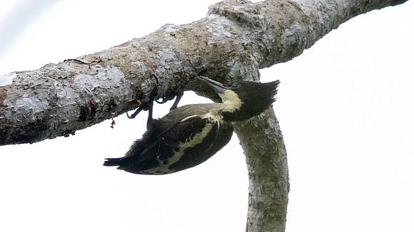 Heart-spotted woodpecker (Hemicircus canente) Male