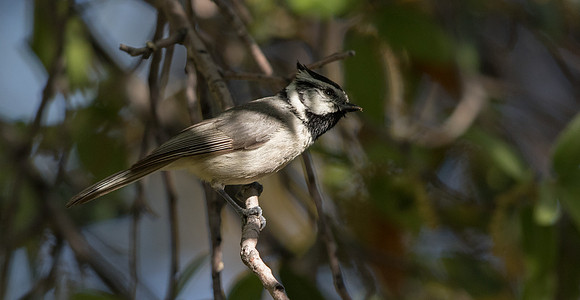 Bridled titmouse (Baeolophus wollweberi)