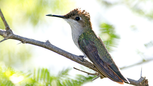 Ruby-topaz Hummingbird (Chrysolampis mosquitus) female