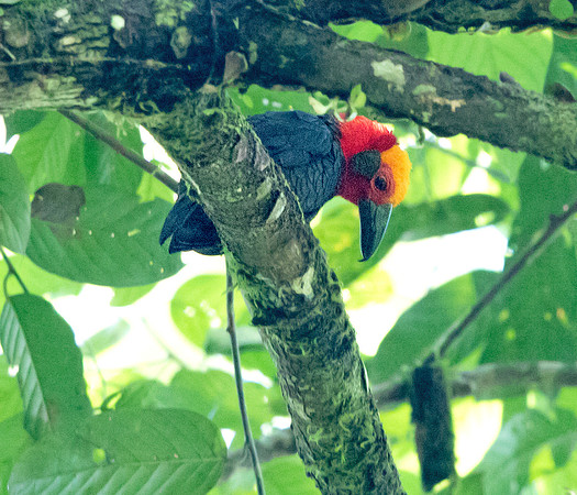 Bornean bristlehead (Pityriasis gymnocephala)