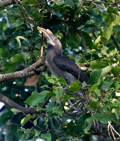 Luzon hornbill (Penelopides manillae) Female