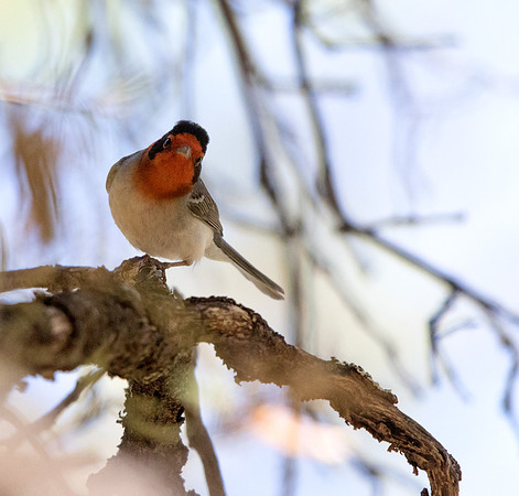 Red-faced warbler (Cardellina rubrifrons) Male