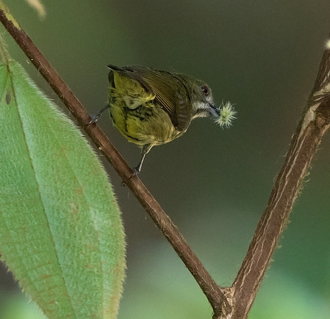 Yellow-breasted flowerpecker (Prionochilus maculatus)