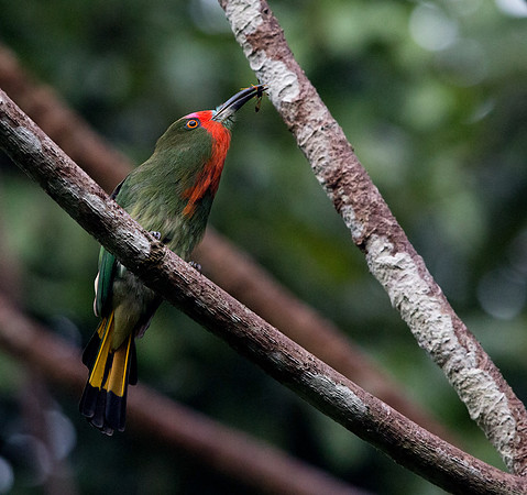 Red-bearded bee-eater (Nyctyornis amictus) Female