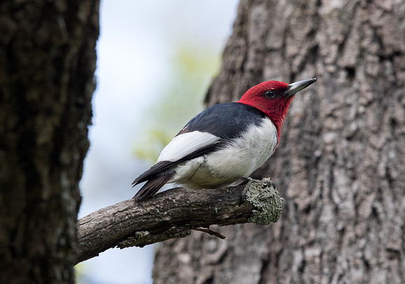 Red-headed woodpecker (Melanerpes erythrocephalus)