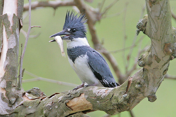 Belted Kingfisher (Megaceryle alcyon) male
