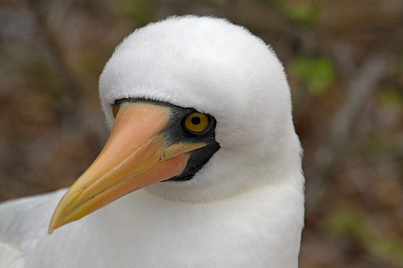 Nazca Booby (Sula granti)