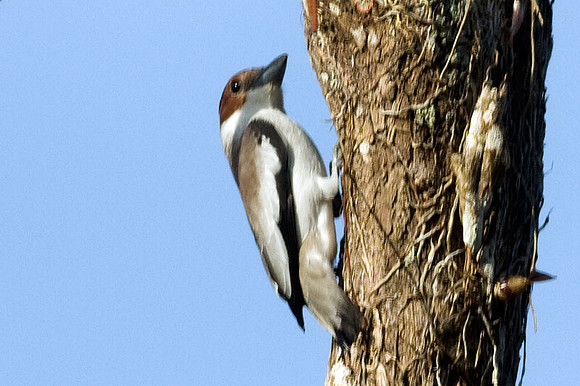 Black-crowned Tityra (Tityra inquisitor) female
