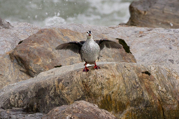 Torrent Duck (Merganetta armata)