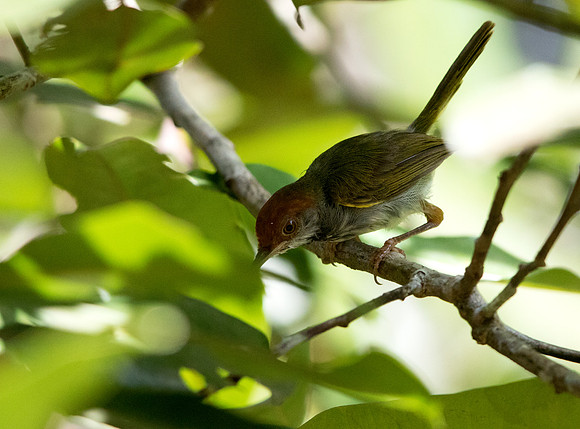 Dark-necked tailorbird (Orthotomus atrogularis)
