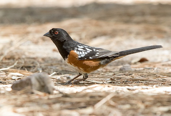 Spotted towhee (Pipilo maculatus) Male