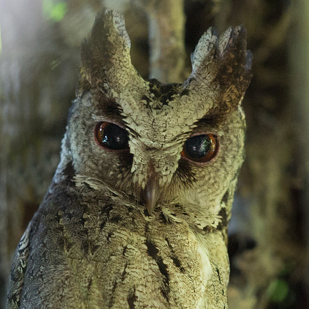 Philippine Scops Owl (Otus megalotis)