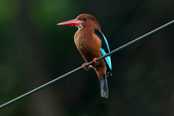 Brown-breasted Kingfisher (Halcyon gularis)
