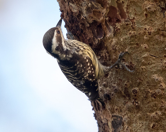 Philippine pygmy woodpecker (Yungipicus maculatus)