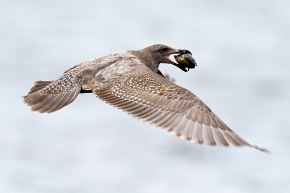 Glaucous-winged Gull (Larus glaucescens) juvenile