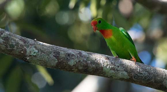Philippine hanging parrot (Loriculus philippensis)