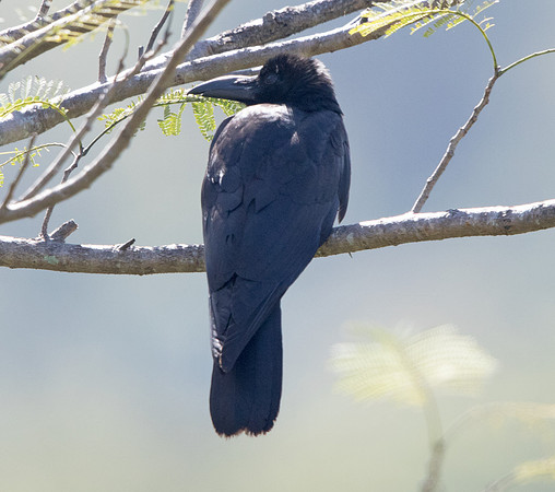 Jungle crow (Corvus macrorhynchos)