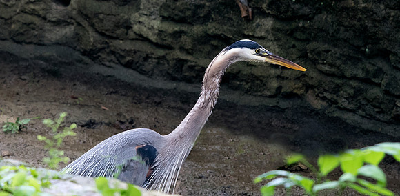 Great blue heron (Ardea herodias)