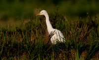 Cattle egret (Bubulcus ibis)