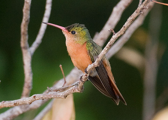 Cinnamon Hummingbird (Amazilia rutila)