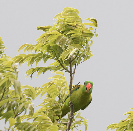 Blue-naped parrot (Tanygnathus lucionensis)