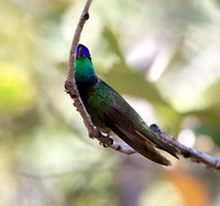 Magnificent hummingbird (Eugenes fulgens)