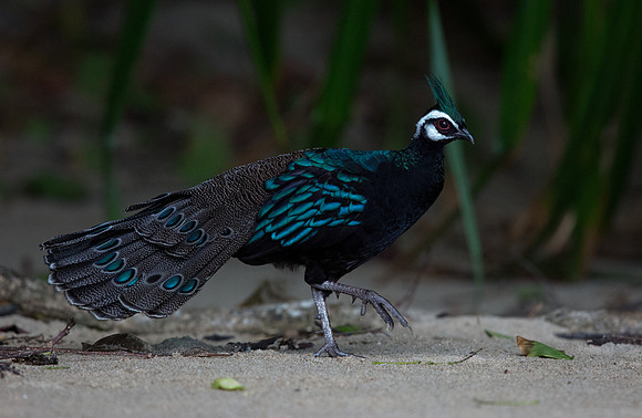 Palawan peacock-pheasant (Polyplectron napoleonis) Male