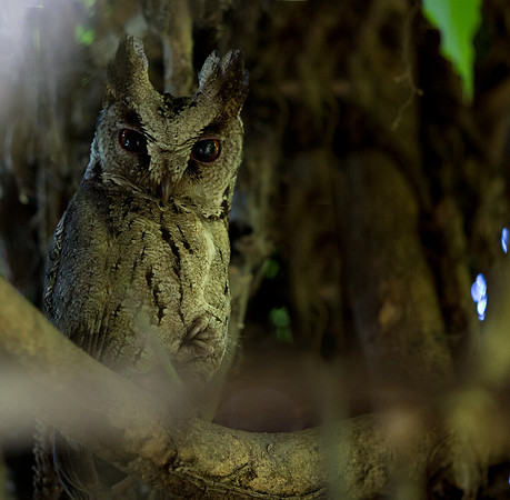 Philippine Scops Owl (Otus megalotis)