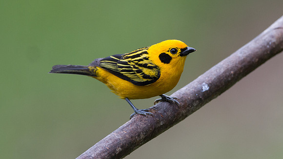 Golden Tanager (Tangara arthus)