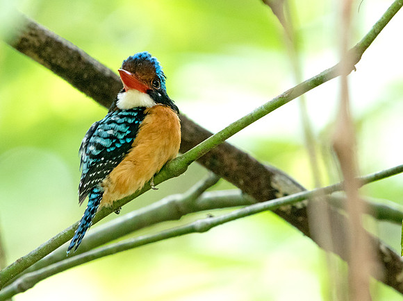 Bornean Banded Kingfisher (Lacedo melanops) Male