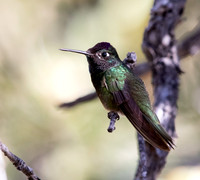 Magnificent hummingbird (Eugenes fulgens)
