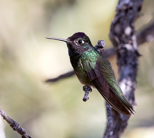 Magnificent hummingbird (Eugenes fulgens)