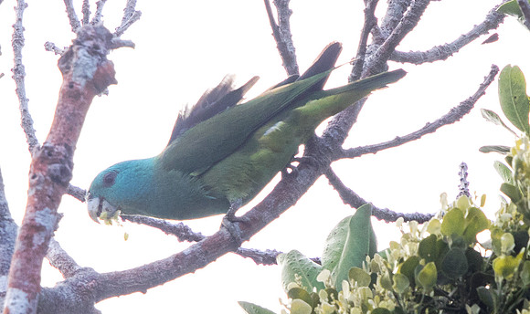 Blue-headed racket-tail (Prioniturus platenae)