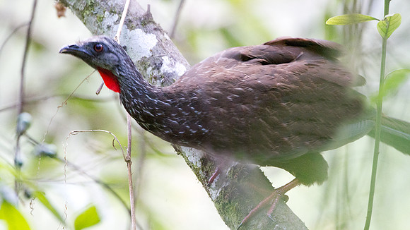 Andean Guan (Penelope montagnii)