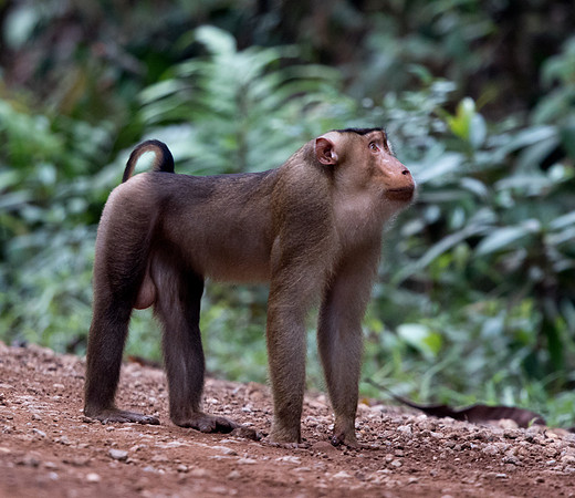 Southern pig-tailed macaque (Macaca nemestrina) Male