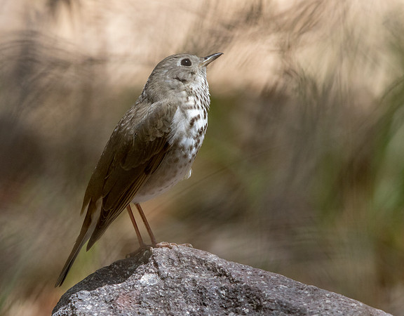 Hermit thrush (Catharus guttatus)