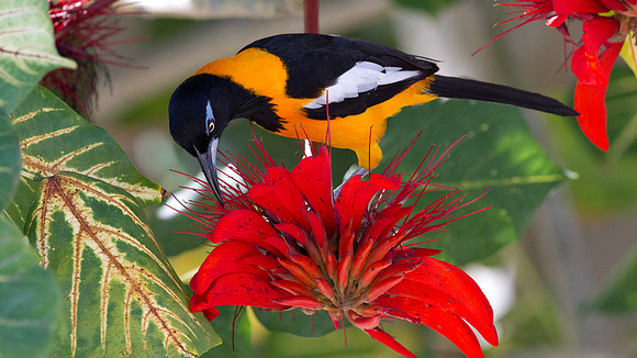 Venezuelan Troupial (Icterus icterus)
