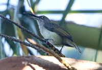 Pale spiderhunter (Arachnothera dilutior)