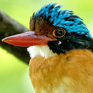 Bornean Banded Kingfisher (Lacedo melanops) Male