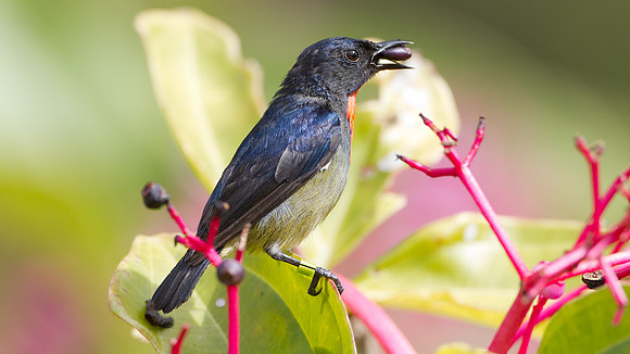 Bornean Flowerpecker (Dicaeum monticolum)